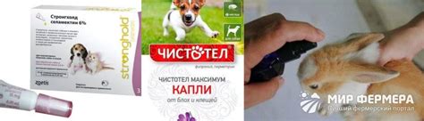Ушной клещ у кроликов: лечение в домашних условиях народными средствами