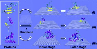 The Adsorption Mechanism And Induced Conformational Changes Of Three