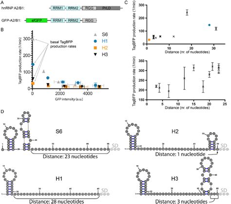 A Schematic Representation Of HnRNP A2 B1 And The GFP A2 B1 Protein