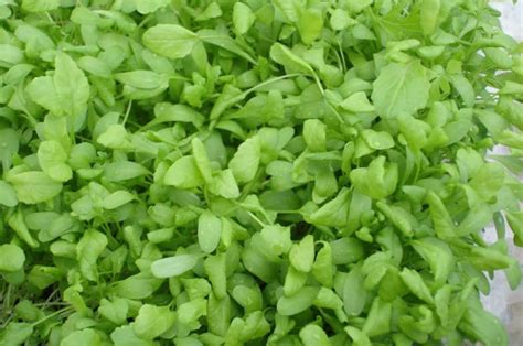 How To Grow Cress Indoors 5 Easy Steps To Follow The Arches