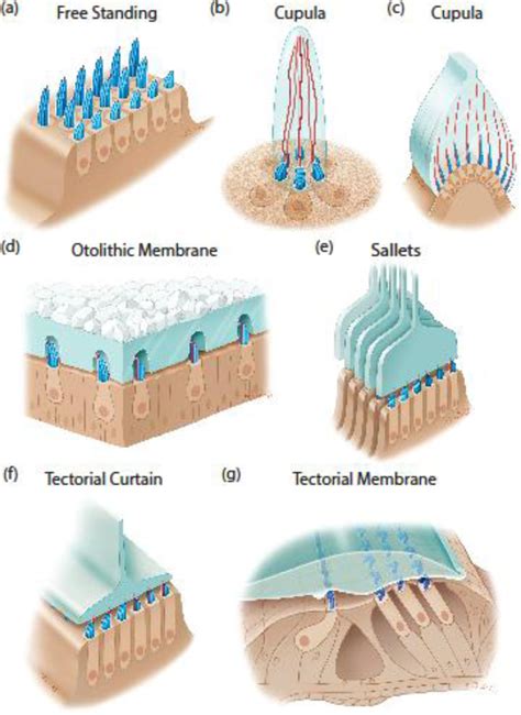 Otolithic Membrane