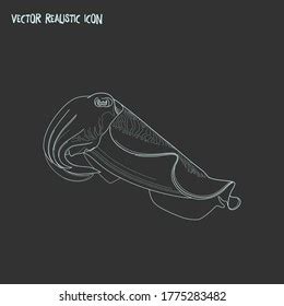 Cuttlefish Icon Line Element Vector Illustration Stock Vector Royalty