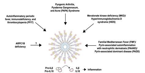 Figure From The Pyrin Inflammasome In Health And Disease Semantic