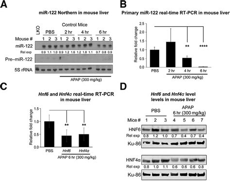 MiRNA 122 Mir 122 Expression Is Down Regulated In Mouse Livers On