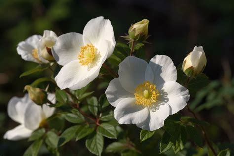 Cherokee Rose Flower Meaning, Symbolism & Spiritual Significance - Foliage Friend - Learn About ...