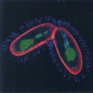 Tetrahymena thermophila - microbewiki