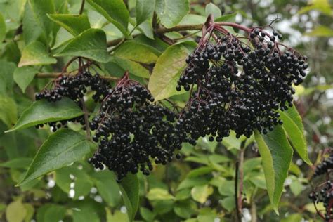 Elderberry Tree Identification » Top Tips & Facts