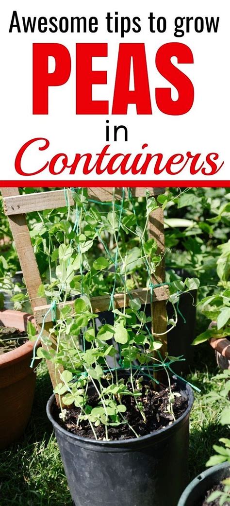 Growing Peas In Containers Easily Sunny Home Gardens Growing Peas Snap Peas Garden