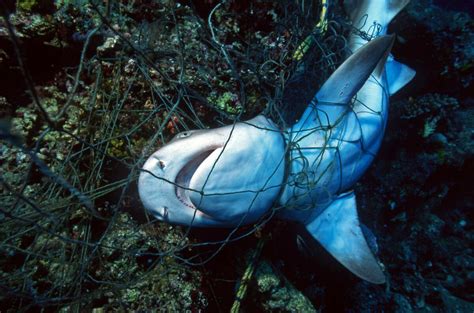 Sharks And Rays Sfp Bycatch Hub