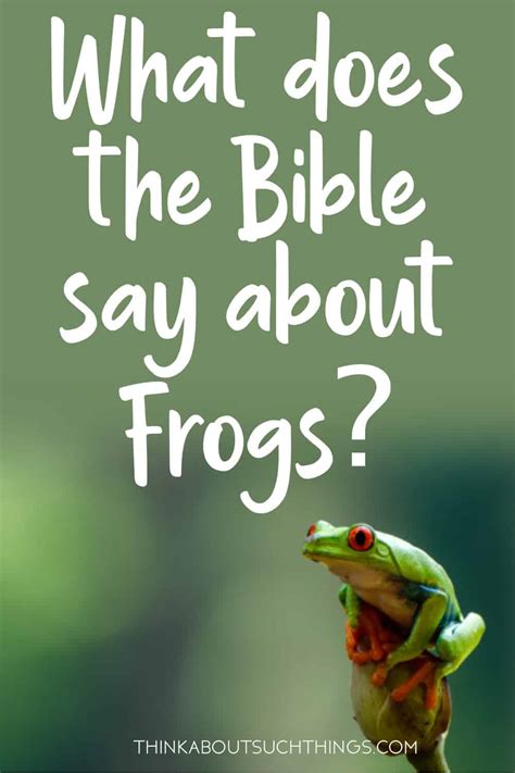 Frogs In The Bible Pictures Meaning And Other Facts Think About