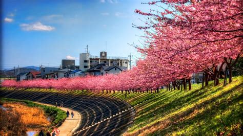 Fondos de pantalla Japón flor de cerezo árbol planta 1366x768