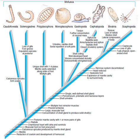 Mollusk Phylogeny Tree