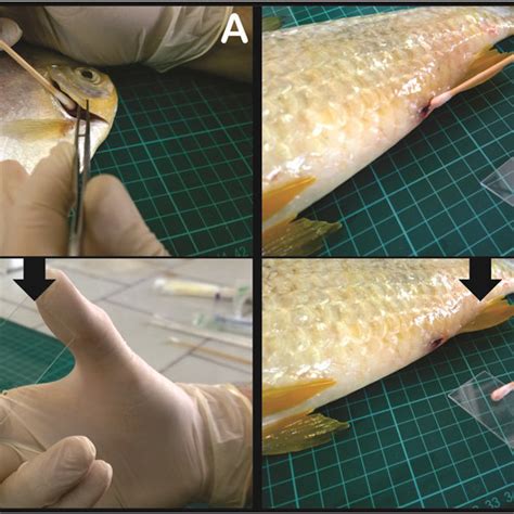 A And B Photographs Show Blood Collection From A Fish Using The