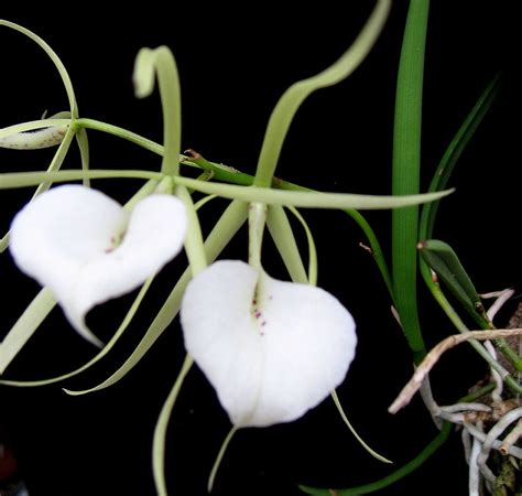 Brassavola Nodosa Olympic Orchids