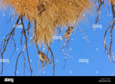 Sociable Weaver Birds Philetairus Socius Building Their Nests In In A