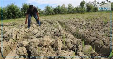 Nilai Tukar Petani Naik Pada Juni Ini Pemicunya