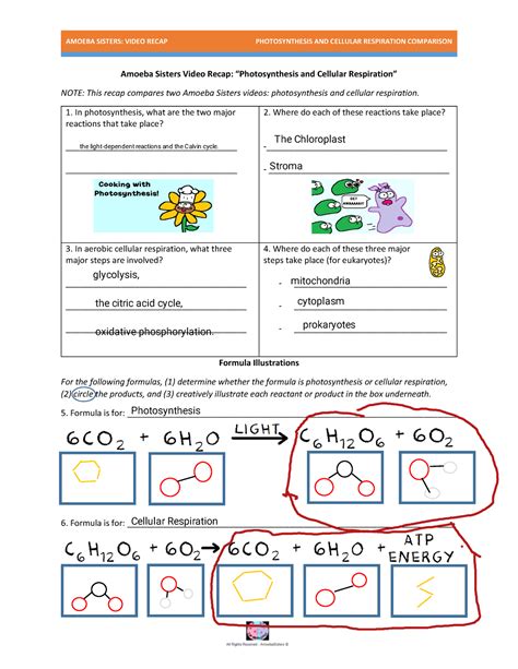 Amoeba Sisters Photosynthesis Worksheet Answers Flash Sales | www