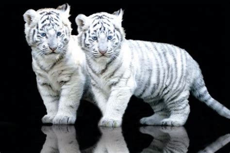 white tiger cubs - the cutest baby tigers / myLot