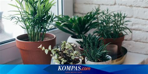 Penyebab Bercak Hitam Pada Daun Tanaman Hias