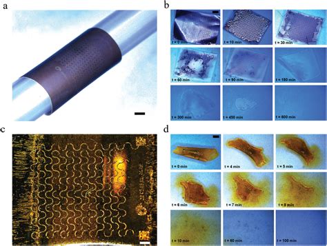 Microfabricated Biodegradable Devices On Flexible And Stretchable