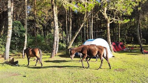 Obyek Wisata Jungle Milk Jayagiri Lembang Spot Camping Asik Dengan