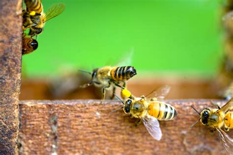 Texas Beekeeping – BeeWeaver Honey Farm