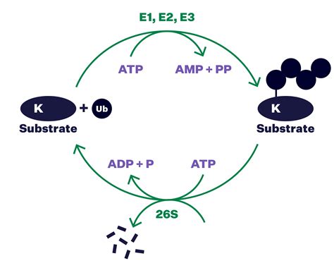 History • Targeted Protein Degradation 