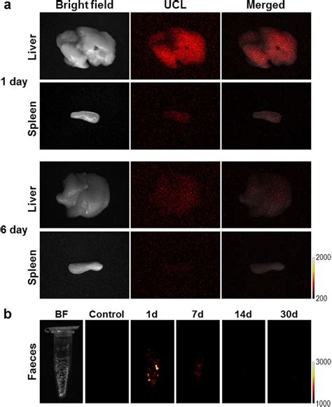 Ex Vivo Imaging Of Ucl From The Mice A Ex Vivo Ucl Images Of The