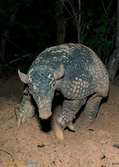 28 Giant Armadillo Facts (2 Types) Largest Living and Extinct ...