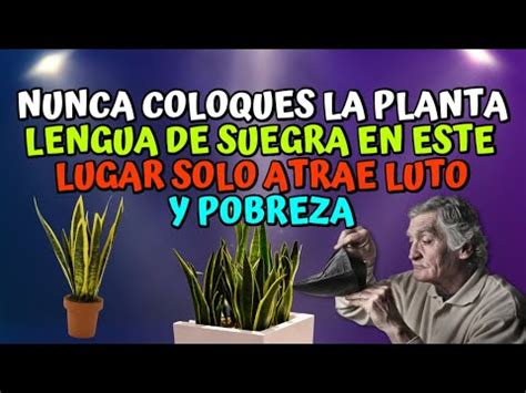 El poder espiritual detrás de la lengua de suegra descubre su