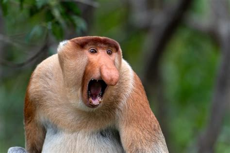 Si Ce Singe A Un Gros Nez C Est Bel Et Bien Pour Plaire Ces Dames