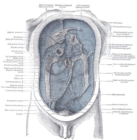 The Peritoneum Boundless Anatomy And Physiology