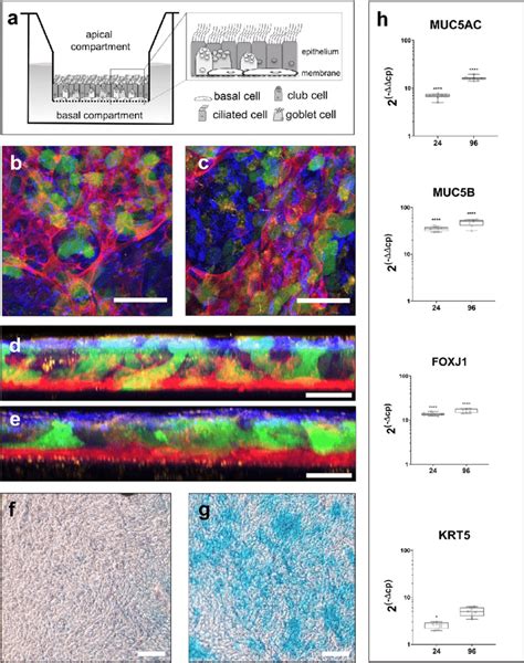 Characterization And Comparison Of Small Airway Epithelial Cell Ali