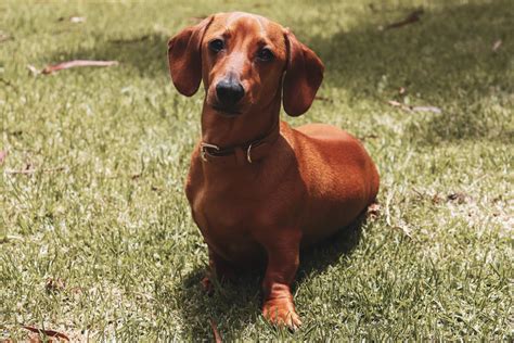 Meeko - VIC - Dachshund Rescue Australia