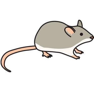 Gerbil Clipart | Free download on ClipArtMag