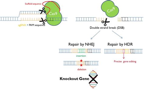 Schematic Representation Of The Crispr Cas Technique Mechanism Of