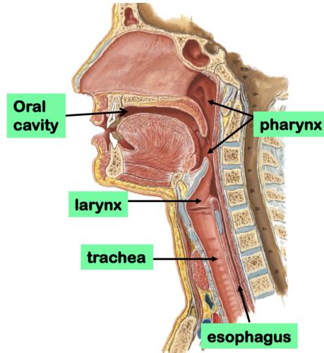 Pharynx And Larynx Gross Anatomy Flashcards Quizlet The Best Porn Website