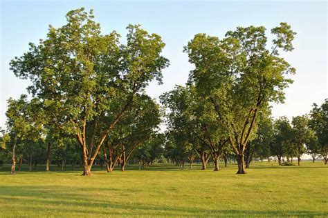 How To Grow And Care For Pecan Trees Gardener’s Path