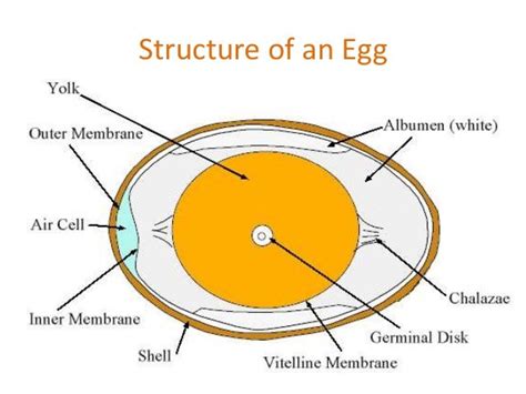 The egg