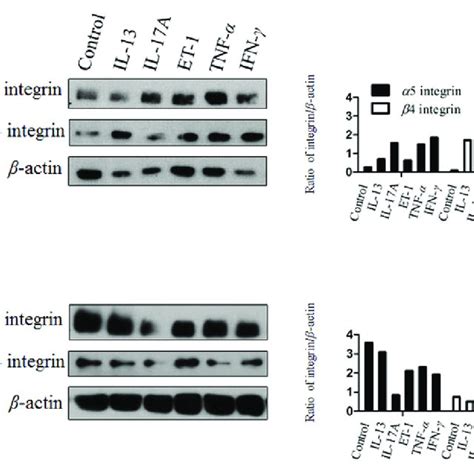 Immunolocalization and expression of integrin α5 and β4 protein in