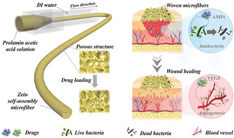 Multifunctional Hydrogels For Wound Healing