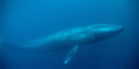 Biggest Whale In The Universe