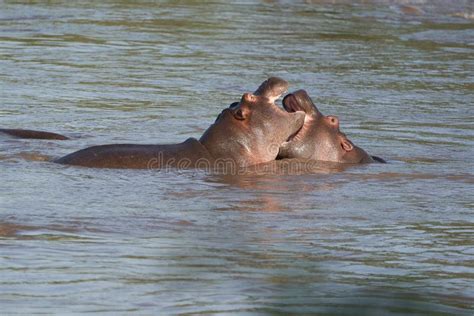 Hippo Hippopotamus Amphibious Africa Safari Portrait Water Stock Photo