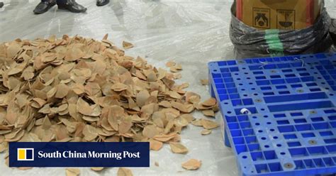 Vietnamese Authorities Seize One Ton Of Pangolin Scales And Ivory