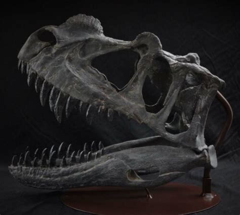 Ceratosaurus Skull | Gaston Design, Inc.