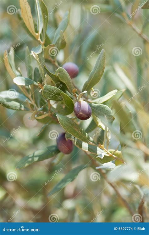 Olive Branch Stock Photo Image Of Harvest Leaf Selective 6697774