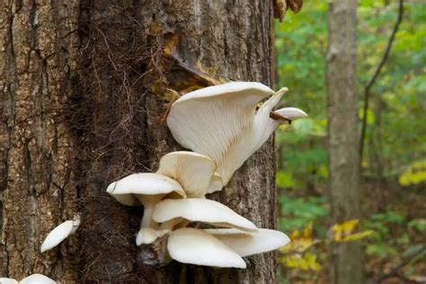 When To Harvest Oyster Mushrooms Gardening Dream