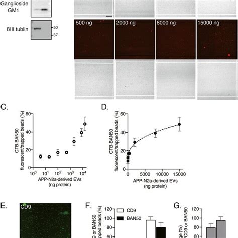 Quantification Of Gm Containing Evs Using The Idica A Western Blot