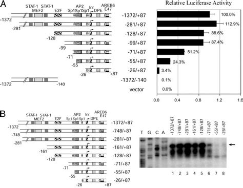 Promoter sequences containing Sp1-and AP2-binding sites are important ... 