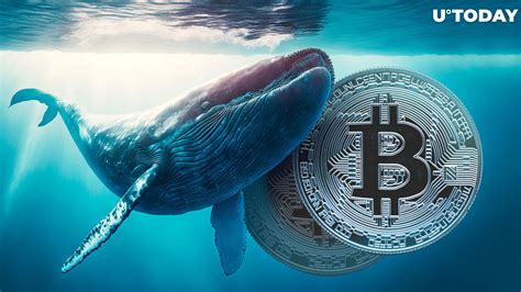 Bitcoin Btc Whales Aggressively Accumulating On Chain Data